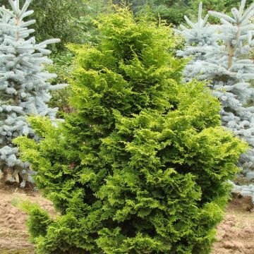 Chamaecyparis obtusa Gold Drop