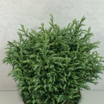 Chamaecyparis pisifera Lieve