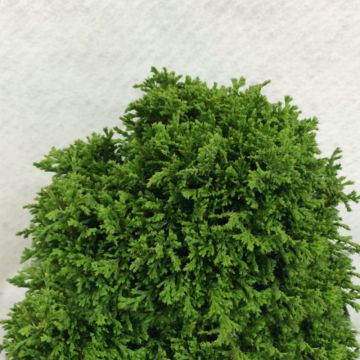 Chamaecyparis pisifera Tsukumo
