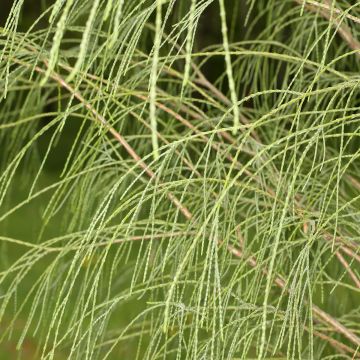 Cipreste-de-Lawson Drooping Solo - Chamaecyparis lawsoniana