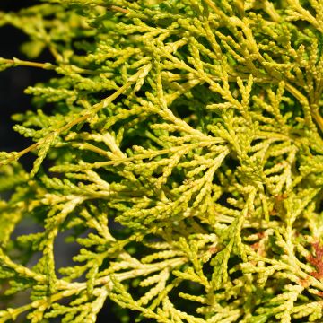 Chamaecyparis obtusa Kamarachiba