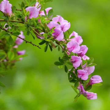 Chamaecytisus purpureus