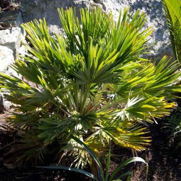Chamaerops humilis Vulcano