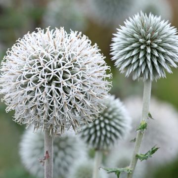Cardo-azul Star Frost - Echinops bannaticus