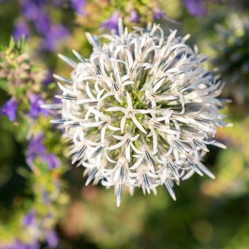 Cardo-bola Arctic Glow - Echinops sphaerocephalus