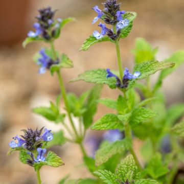 Nepeta clarkei - Nêveda Nepeta clarkei - Nêveda