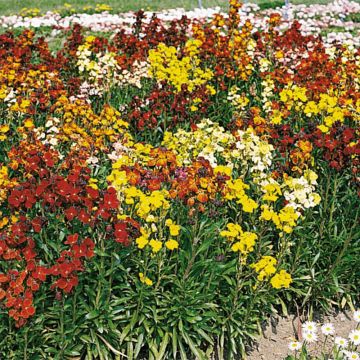 Erysimum Bedder Mix em minimottes