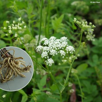 Cherivia - Sium sisarum