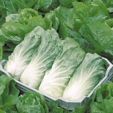 Chicória Pão de Açúcar Bio