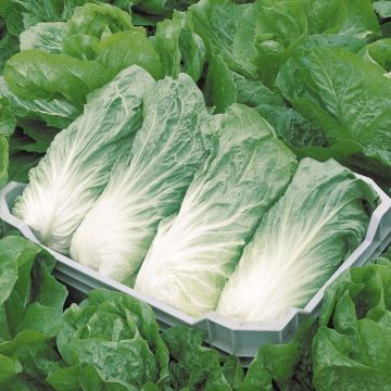 Chicória Pão de Açúcar Ankor