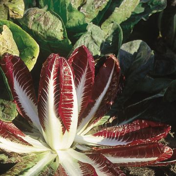 Chicória Rossa di Treviso 2 Bio