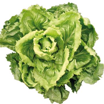 Chicória escarola Cornet d'Anjou Bio