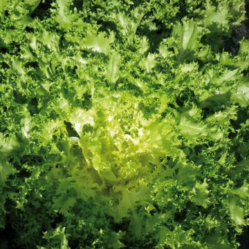 Chicória-frisada Wallone Dorea