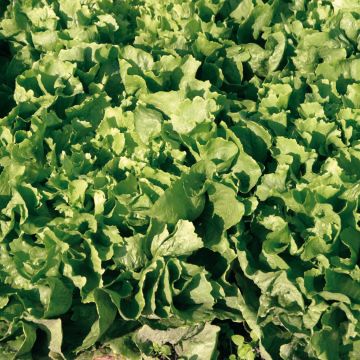 Chicória Escarola Gigante Maraîchère (horticola) Variedade Isis