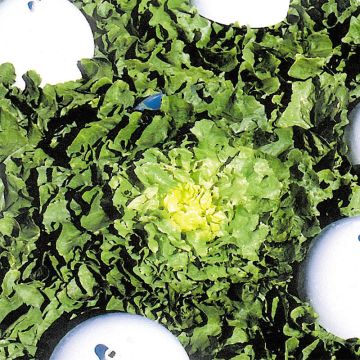 Chicória Escarola Grosse Bouclée 2 variedade Osiris