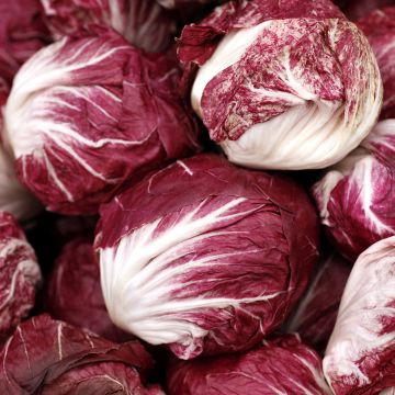 Chicória de folha larga Palla Rossa Vilmorin