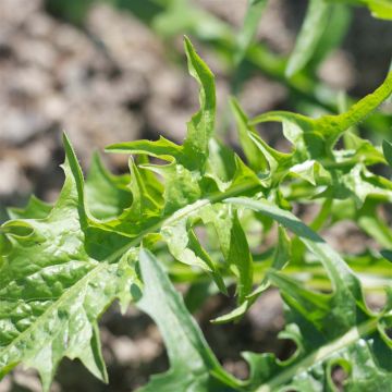 Chicória da Catalunha de dente-de-leão - Ferme de Sainte Marthe Bio
