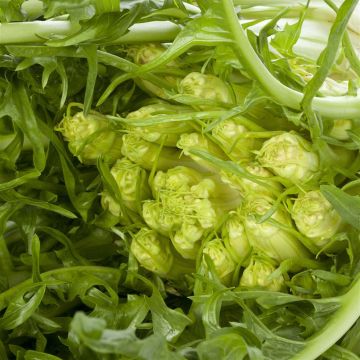 Chicória-catalunha Puntarella di Galatina - Ferme de Sainte Marthe Bio