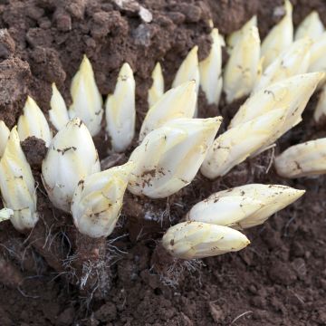 Chicória Witloof (endívia) Flash F1