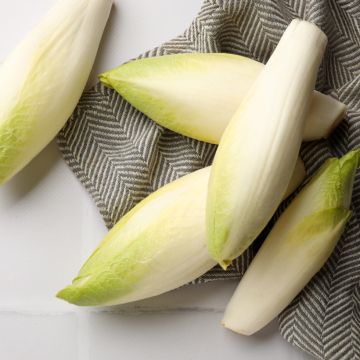 Chicória Witloof (endívia) regular para a Horta