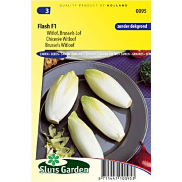 Chicória Witloof (endívia) Flash F1