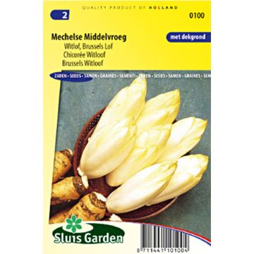 Chicória Witloof (endívia) Mechelse Middelvroeg Bio