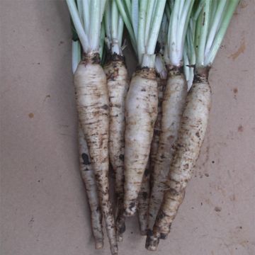 Chicória em folha grande Tête d'Anguille