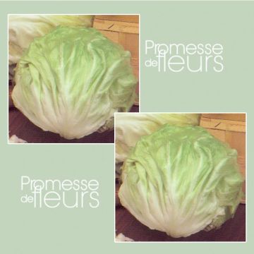 Chicória de folhas largas Bianca invernale (di chioggia a palla Bianca)