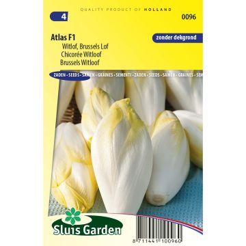 Chicória Witloof (endívia) Atlas F1