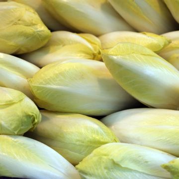 Chicória Witloof (endívia) Atlas F1 Chicória Witloof (endívia) Atlas F1