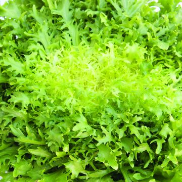 Chicória-frisada Fina de Meaux