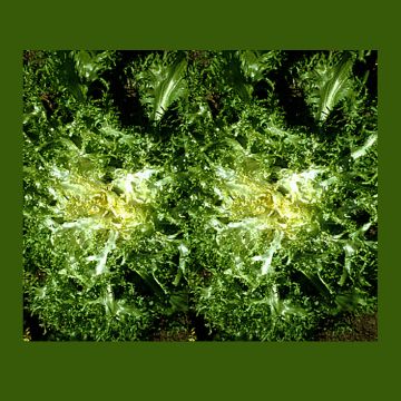 Chicória-frisada de Cabeça Grande