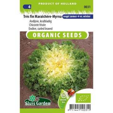 Chicória-frisada muito fina para a horta Myrna