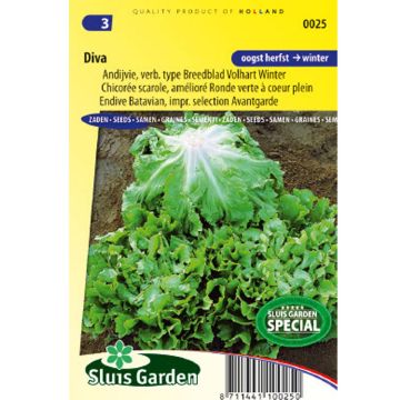 Escarola de chicória Diva - Cichorium endivia var. latifólio