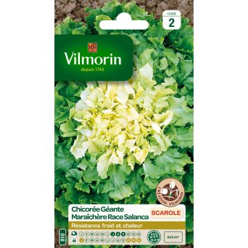 Chicória Escarola Gigante Maraîchère (horticola) Variedade Salanca Vilmorin
