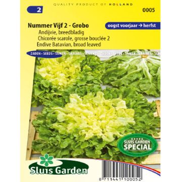Chicória Escarola Grossa Crespa 2 Grobo