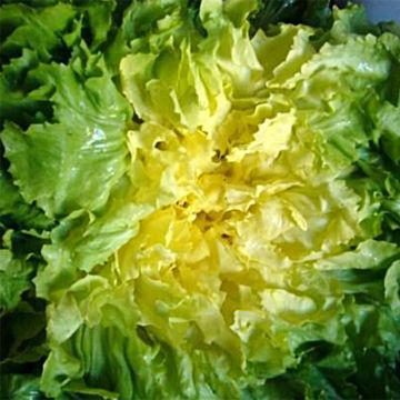 Chicória Escarola Grosse Bouclée Bovary NT - Ferme de Sainte Marthe