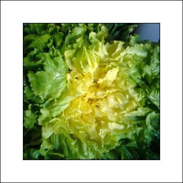 Chicória Escarola Crespa grande Bovary plantas jovens