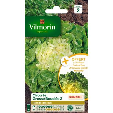 Chicória Escarola Grossa Crespa 2 Vilmorin