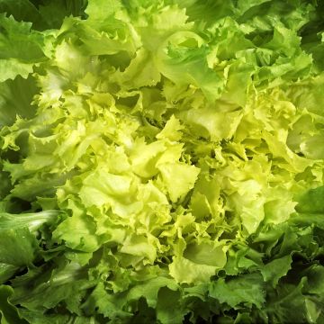 Chicória Escarola Gigante Maraîchère (horticola) Bio