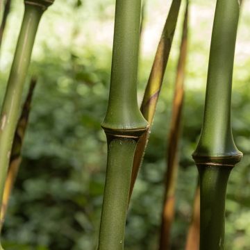 Chimonobambusa tumidissinoda Macrophylla