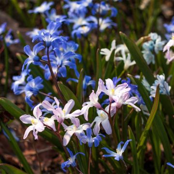 Chionodoxa forbesii Mix em sementes