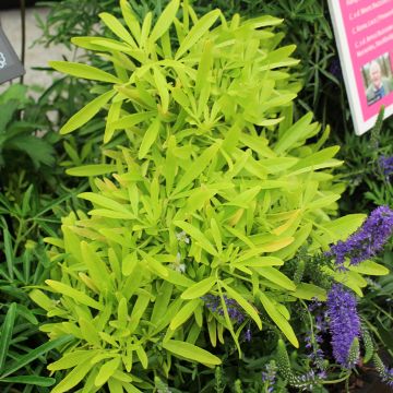 Laranjeira-do-México Goldfinger - Choisya ternata