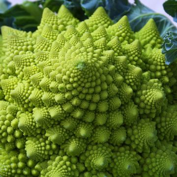 Brócolos romanesco