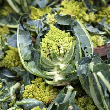 Brócolos romanesco Antigo Vilmorin