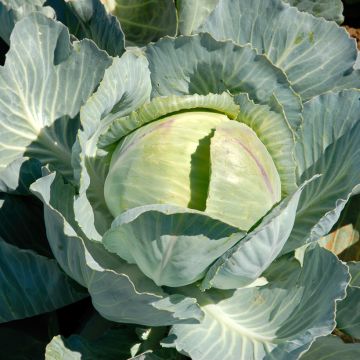 Repolho Caïd F1 Vilmorin