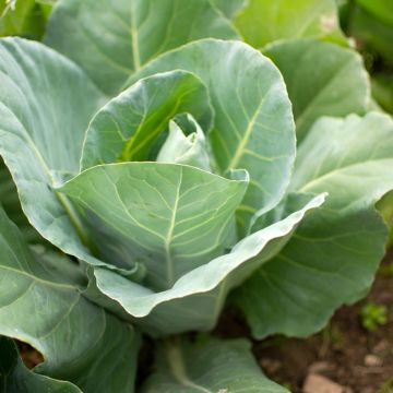 Couve-repolho Durham Early