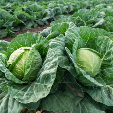 Couve-repolho Elisa F1