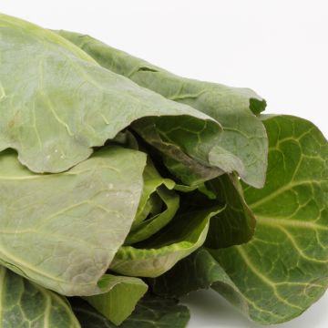 Repolho Express Eersteling