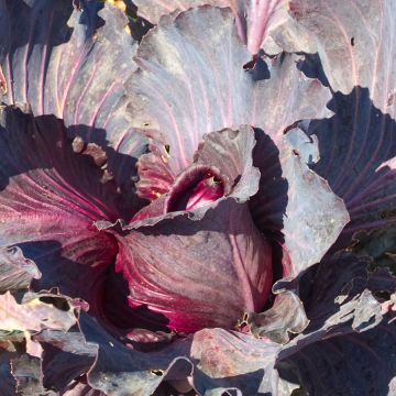 Couve-repolho-roxa Kalibos F1